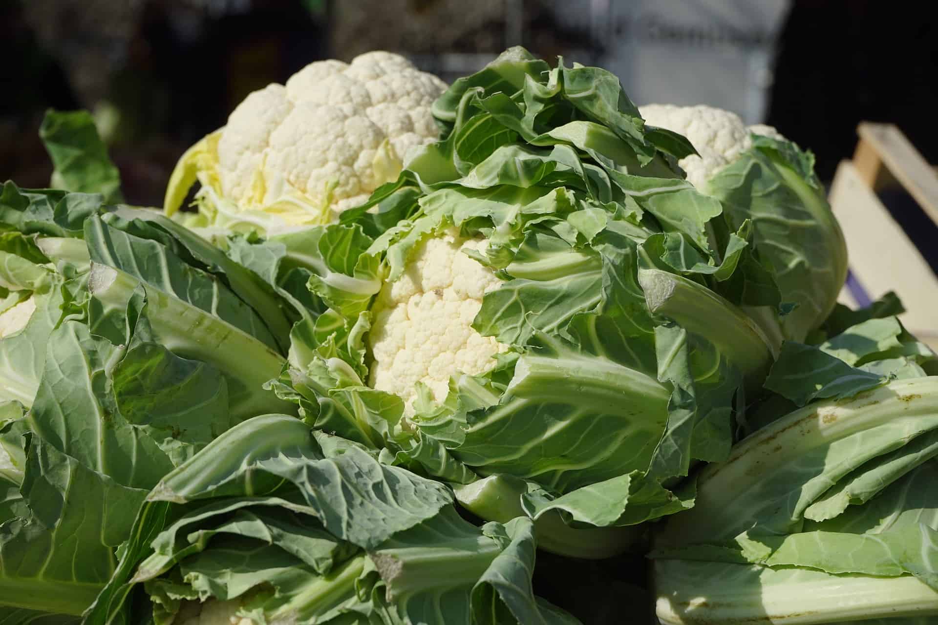 Blumenkohl einfrieren