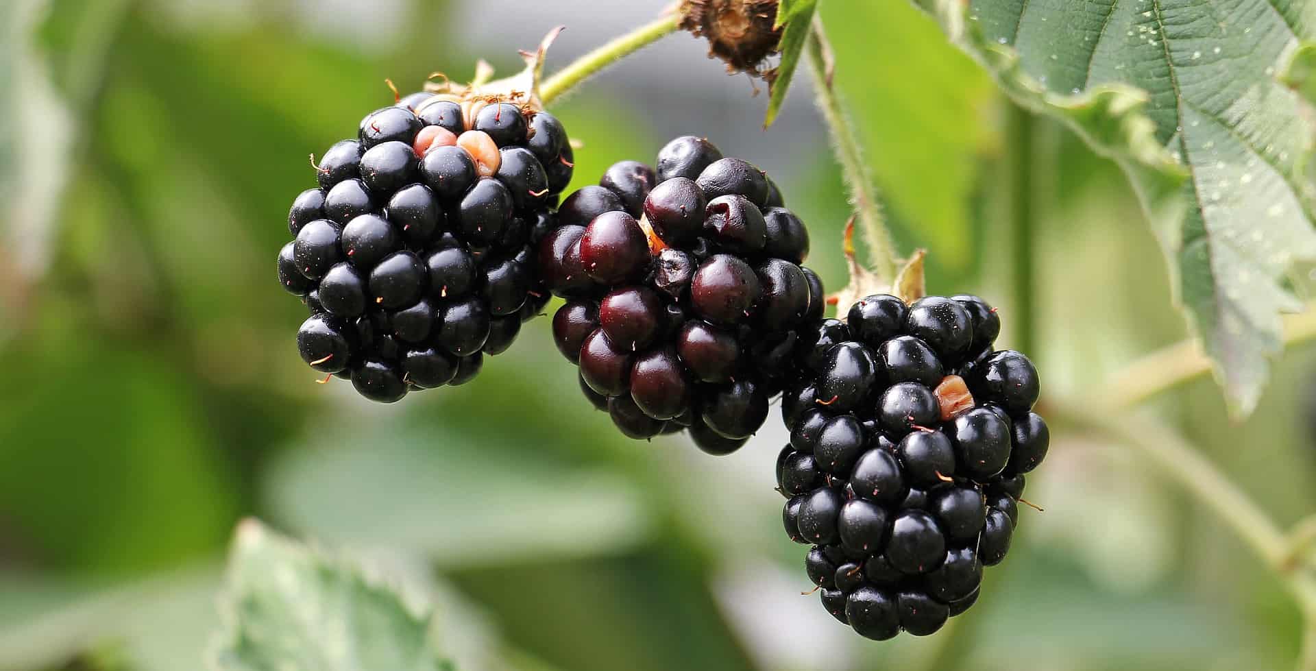 Brombeeren einfrieren