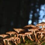 Freezing Honey Fungus