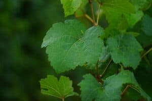 Weinblätter einfrieren