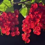 Johannisbeeren einfrieren